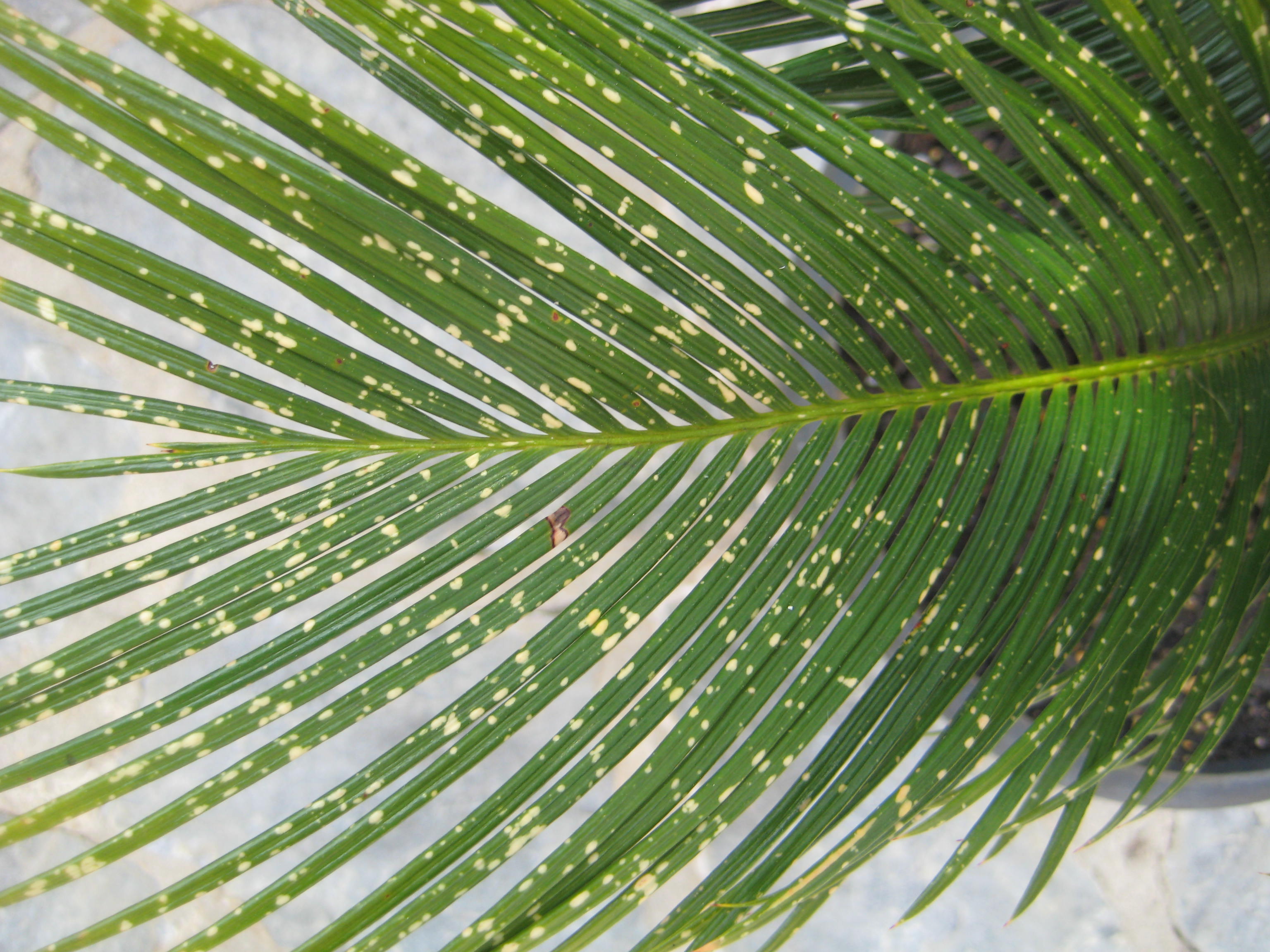 Alfa img - Showing > White Scale Sago Palm ” title=”Alfa img – Showing > White Scale Sago Palm” width=”500″ height=”600″><br /> Alfa img – Showing > White Scale Sago Palm – <small>Source alfa-img.com</small></p>
<h3><span class=